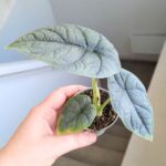 Alocasia Melo - obrazek 12