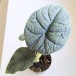 Alocasia Melo
