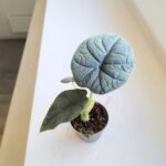 Alocasia Melo - obrazek 6