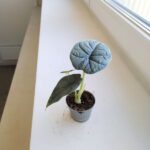 Alocasia Melo - obrazek 4