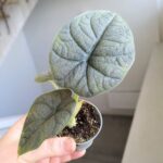 Alocasia Melo - obrazek 5