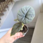 Alocasia Melo - obrazek 2
