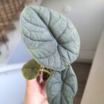 Alocasia Melo - obrazek 3