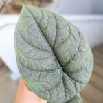 Alocasia Melo - obrazek 8