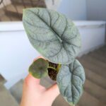 Alocasia Melo - obrazek 9