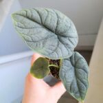 Alocasia Melo - obrazek 10
