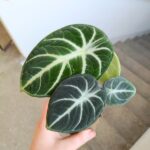 Alocasia reginula Ninja - obrazek 3