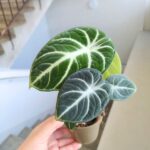 Alocasia reginula Ninja - obrazek 7