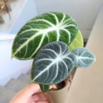 Alocasia reginula Ninja
