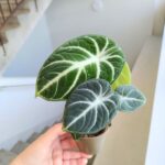 Alocasia reginula Ninja - obrazek 6
