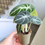 Alocasia reginula Ninja - obrazek 5