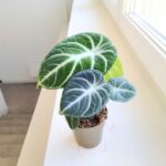 Alocasia reginula Ninja - obrazek 4