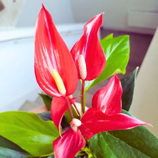 Anthurium / Anturium Bandarola Roja - przepiękne czerwone