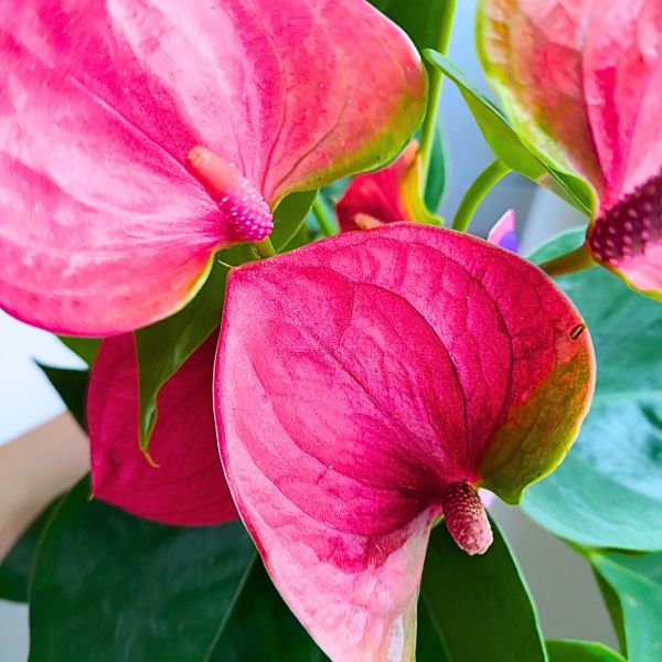 Anthurium / Anturium Sweet Dreams - przepiękne czerwone