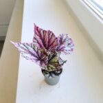 Begonia Rex DEW DROP - obrazek 5