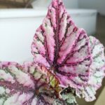 Begonia Rex DEW DROP - obrazek 2