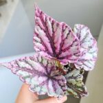 Begonia Rex DEW DROP - obrazek 9