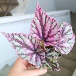 Begonia Rex DEW DROP - obrazek 12