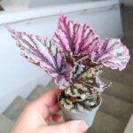 Begonia Rex DEW DROP - obrazek 10