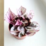 Begonia Beleaf Indian Summer - obrazek 3