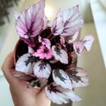 Begonia Beleaf Indian Summer - obrazek 2