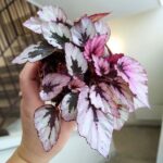 Begonia Beleaf Indian Summer