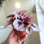 Begonia Beleaf Indian Summer - obrazek 8