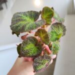Begonia rex mini SOLI MUTATA - obrazek 4