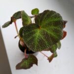 Begonia rex mini SOLI MUTATA - obrazek 5
