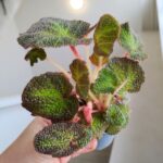 Begonia rex mini SOLI MUTATA - obrazek 6