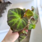 Begonia rex mini SOLI MUTATA - obrazek 2