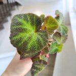 Begonia rex mini SOLI MUTATA