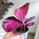 Calathea / Kalatea rosepicta S - obrazek 13