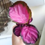 Calathea / Kalatea rosepicta S