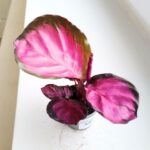 Calathea / Kalatea rosepicta S - obrazek 4