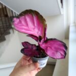 Calathea / Kalatea rosepicta S - obrazek 3