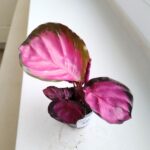 Calathea / Kalatea rosepicta S - obrazek 6