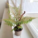 Cyathea Australis Highland Lace - Paproć drzewiasta Diksonia - obrazek 6