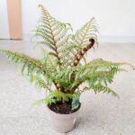 Cyathea Australis Highland Lace - Paproć drzewiasta Diksonia - obrazek 8