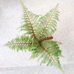 Cyathea Australis Highland Lace - Paproć drzewiasta Diksonia - obrazek 9