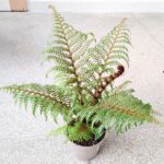 Cyathea Australis Highland Lace - Paproć drzewiasta Diksonia - obrazek 10