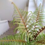 Cyathea Australis Highland Lace - Paproć drzewiasta Diksonia - obrazek 7