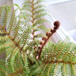 Cyathea Australis Highland Lace - Paproć drzewiasta Diksonia - obrazek 3