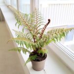 Cyathea Australis Highland Lace - Paproć drzewiasta Diksonia - obrazek 2