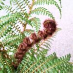 Cyathea Australis Highland Lace - Paproć drzewiasta Diksonia - obrazek 5