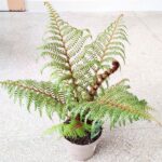 Cyathea Australis Highland Lace - Paproć drzewiasta Diksonia