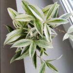 Dracena / Dracaena godseffiana SILVER Variegata - obrazek 5