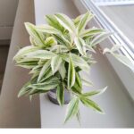 Dracena / Dracaena godseffiana SILVER Variegata - obrazek 2