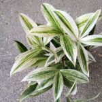 Dracena / Dracaena godseffiana SILVER Variegata - obrazek 7