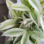 Dracena / Dracaena godseffiana SILVER Variegata - obrazek 3